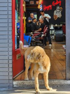 Barber shop The Castro Barber Lounge near me